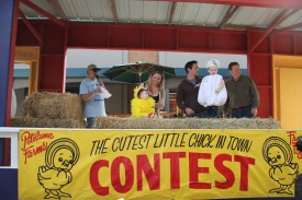 Petaluma Little chick contest sign